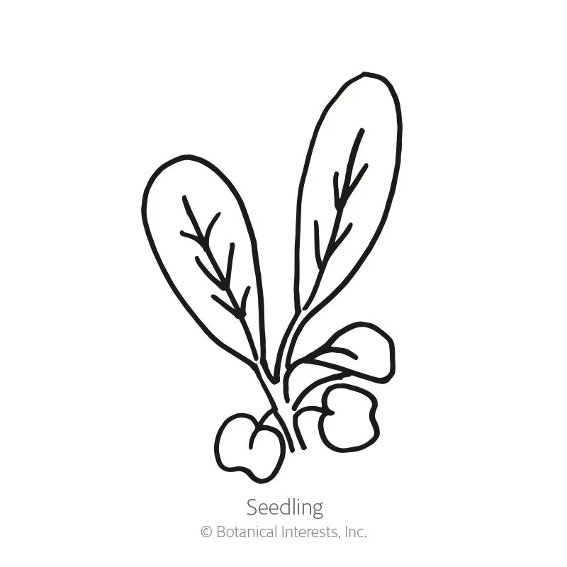 Arugula Baby Greens Seeds