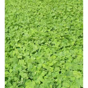 Black/White Sub Clover Seeds
