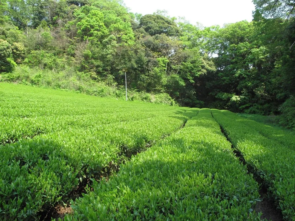 Genmaicha - 1 lb (Wholesale)