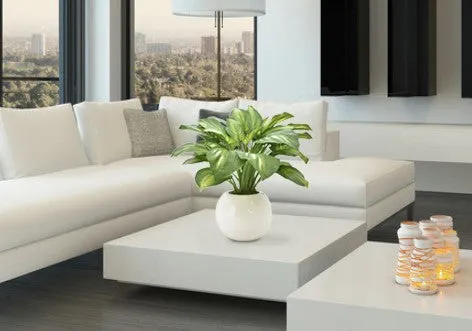 Hosta Plant in a Round Vase