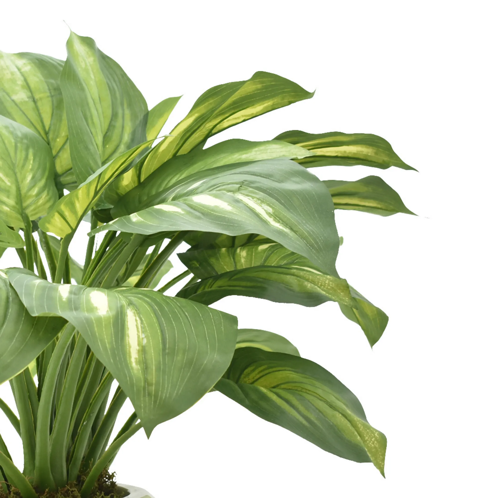 Hosta Plant in a Round Vase