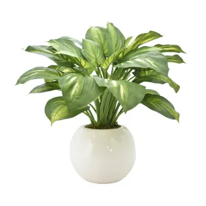 Hosta Plant in a Round Vase
