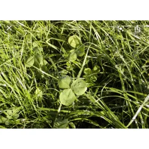 Kopu 2 White Clover Seeds