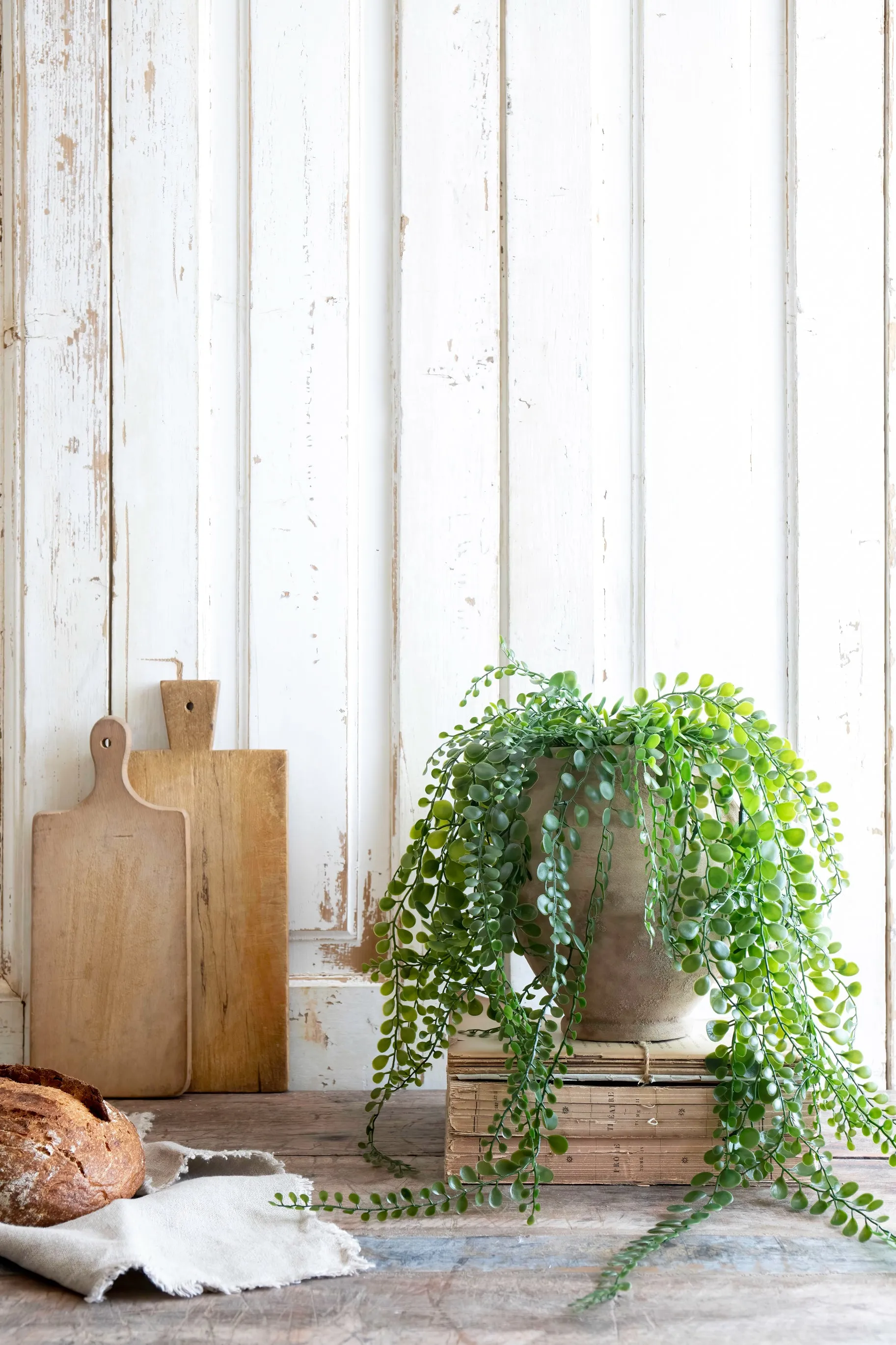 Pea leaf hanging plant