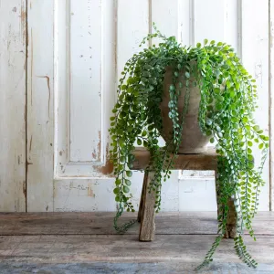 Pea leaf hanging plant