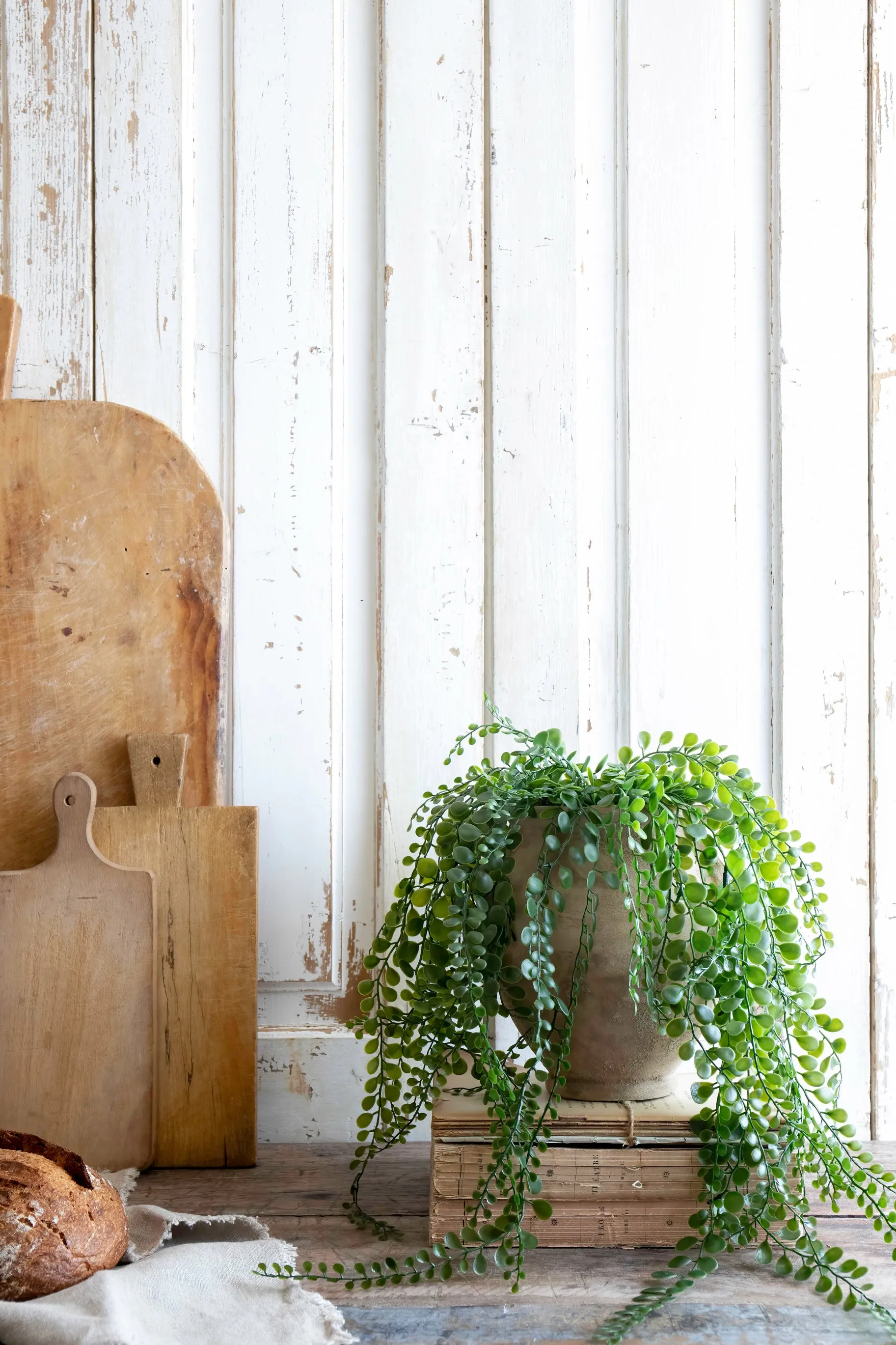 Pea leaf hanging plant