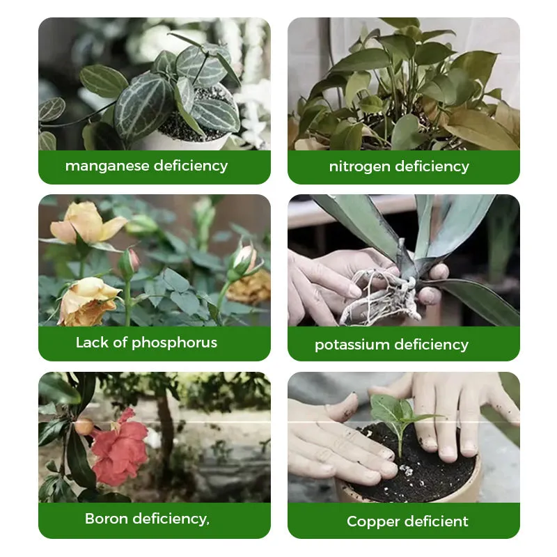 Rapid Rooting And Flowering Powder50% OFF