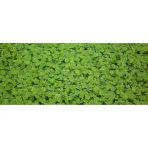 Rosabrook Sub Clover Bare Seeds