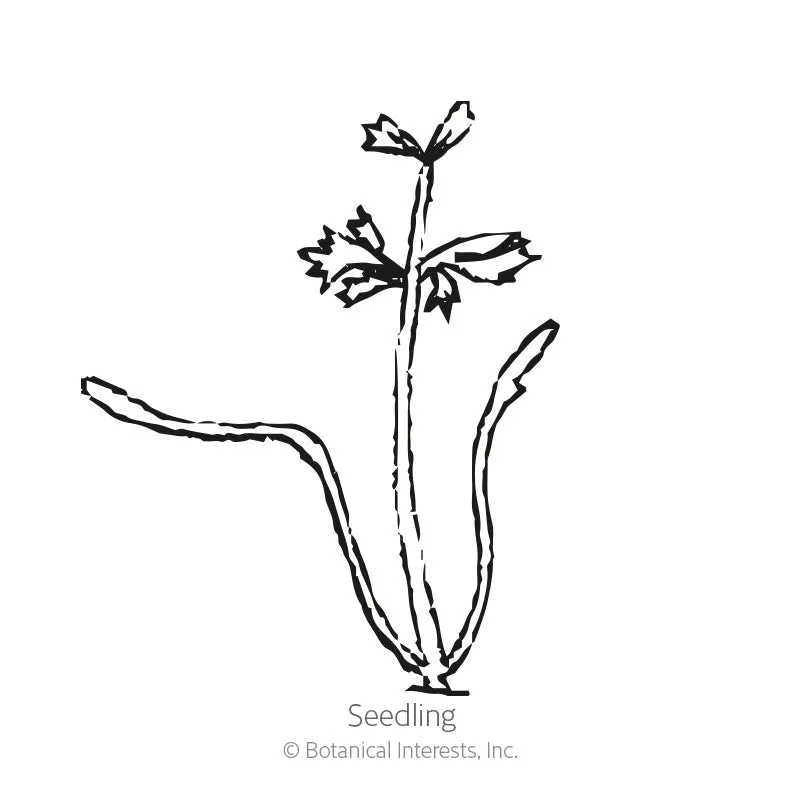 Scarlet Nantes Carrot Seeds