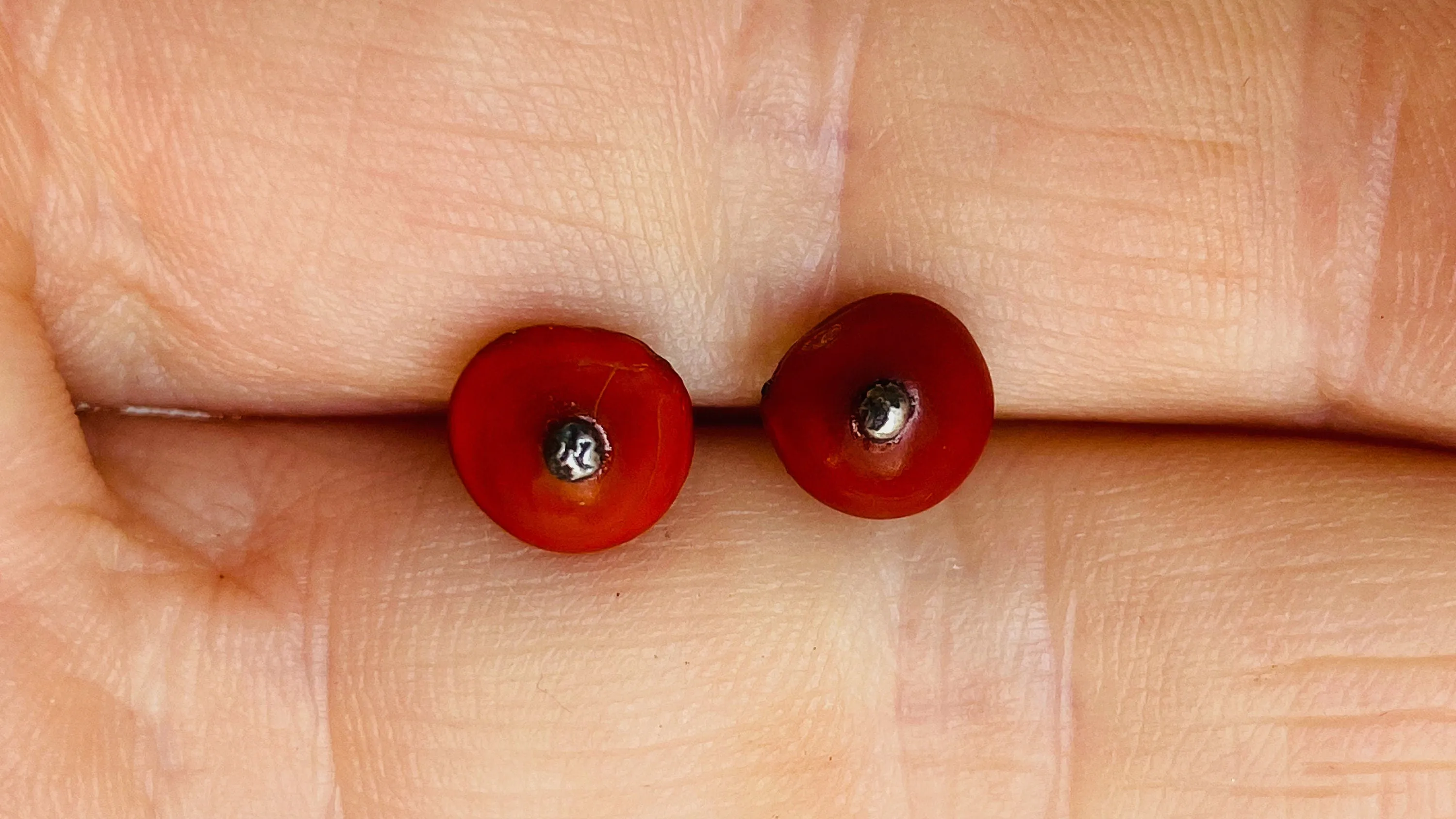Seed Earrings. Sterling Silver Posts. 0340