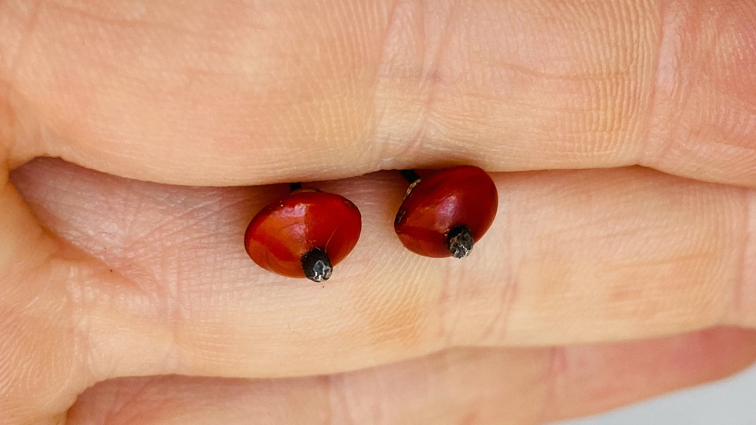 Seed Earrings. Sterling Silver Posts. 0340